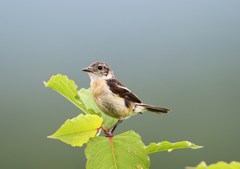 ノビタキ♀かな