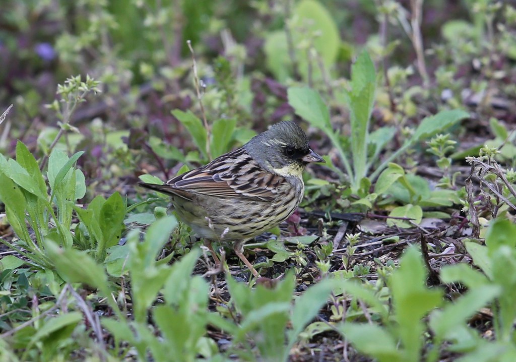 シベリヤアオジ