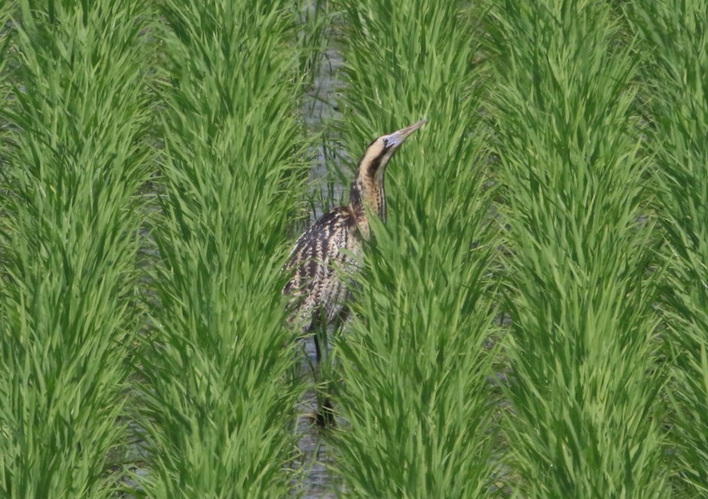 サンカノゴイ