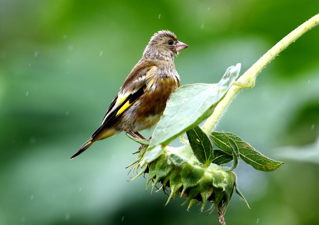 小雨の中のカワラヒワ