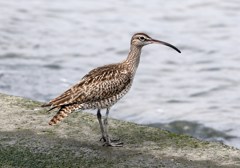 チュウシャクシギ