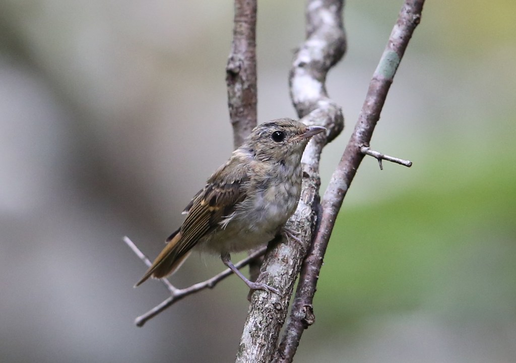 キビタキ♀多分