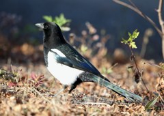 勝ちガラス　　カササギ