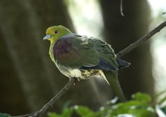 アオバト