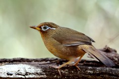 ガビチョウ