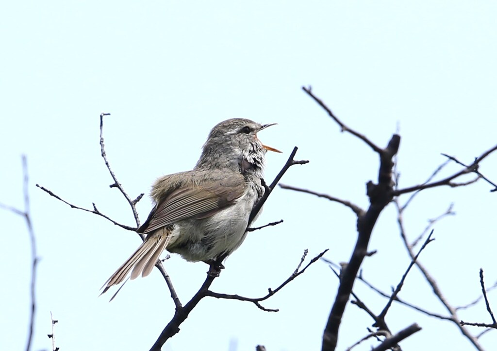 私は鳴きます！
