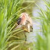 田んぼで餌取り