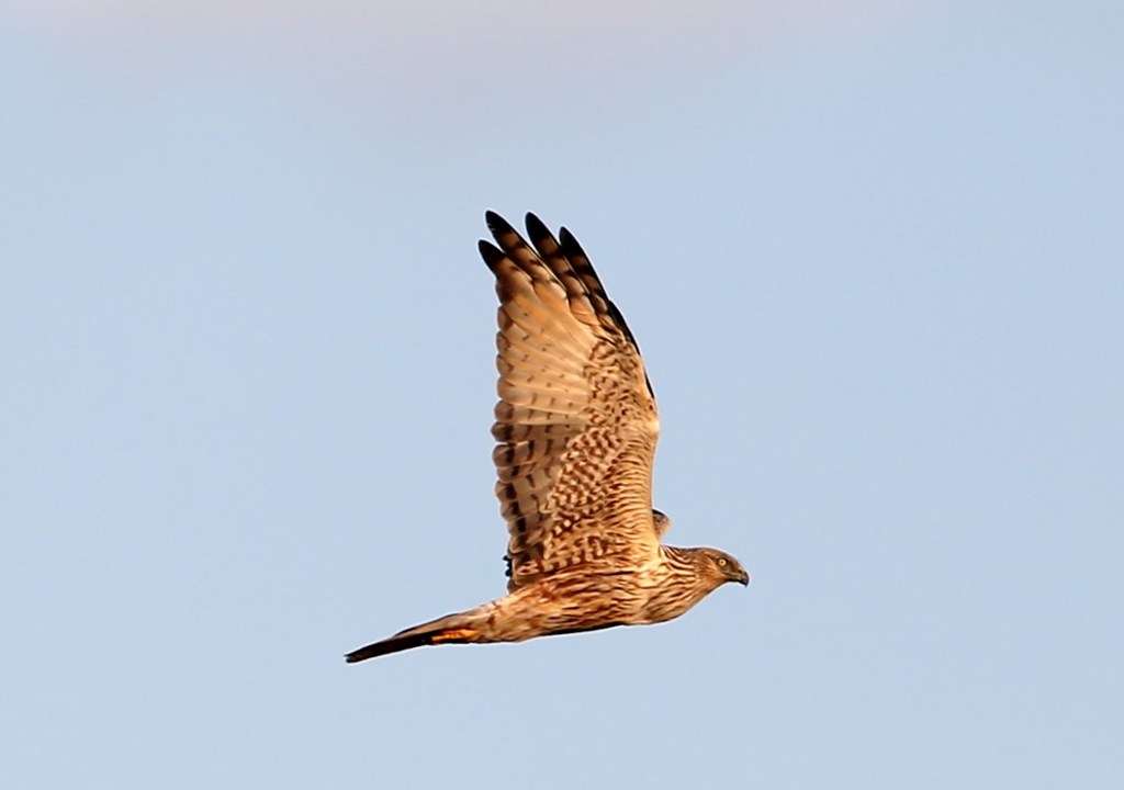 チュウヒ（国内型）