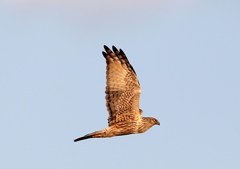 チュウヒ（国内型）