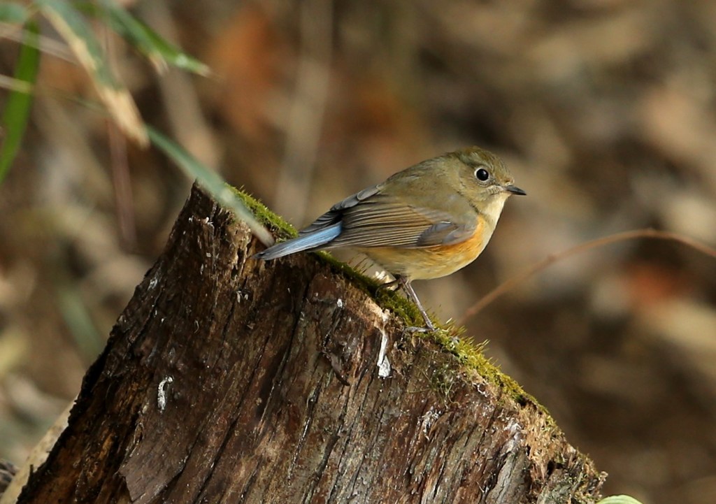 ルリビタキ♀