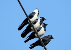 コクマルガラス淡色型と暗色型