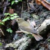 オオルリ♀