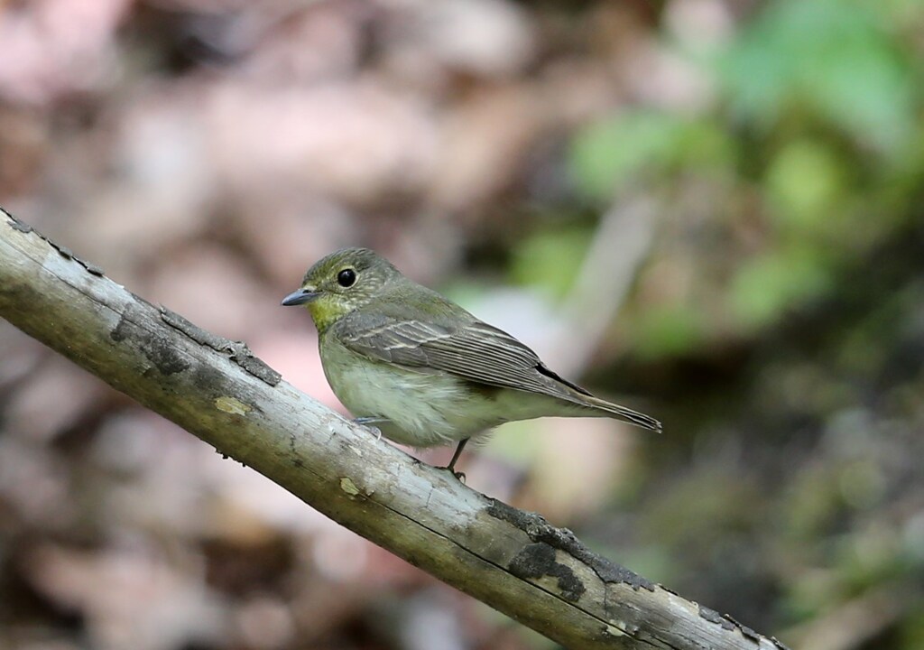 キビタキ♀