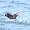 道東へ追加　クロガモ飛翔