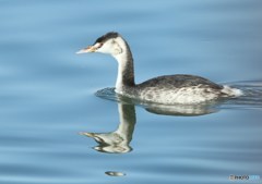 貯水池にて　カンムリカイツブリ