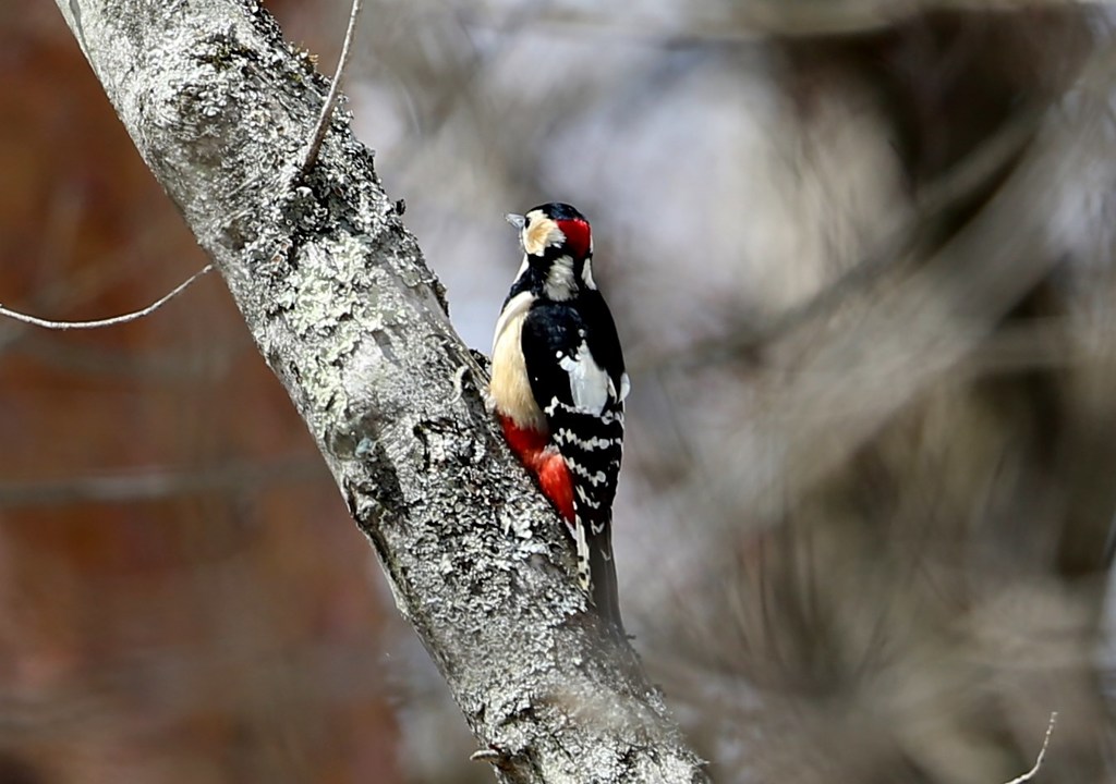 アカゲラ♂