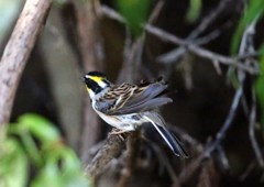 ISO25600  ミヤマホオジロ