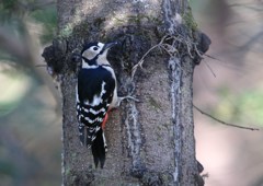 アカゲラ♀