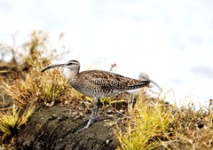 チュウシャクシギ