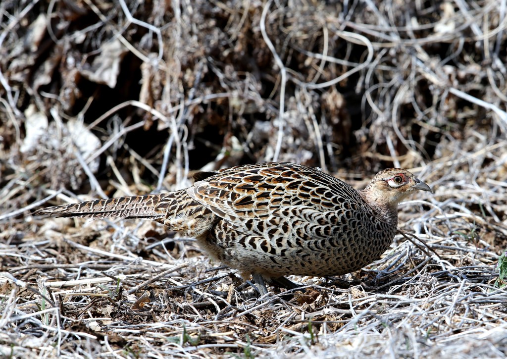 キジ♀