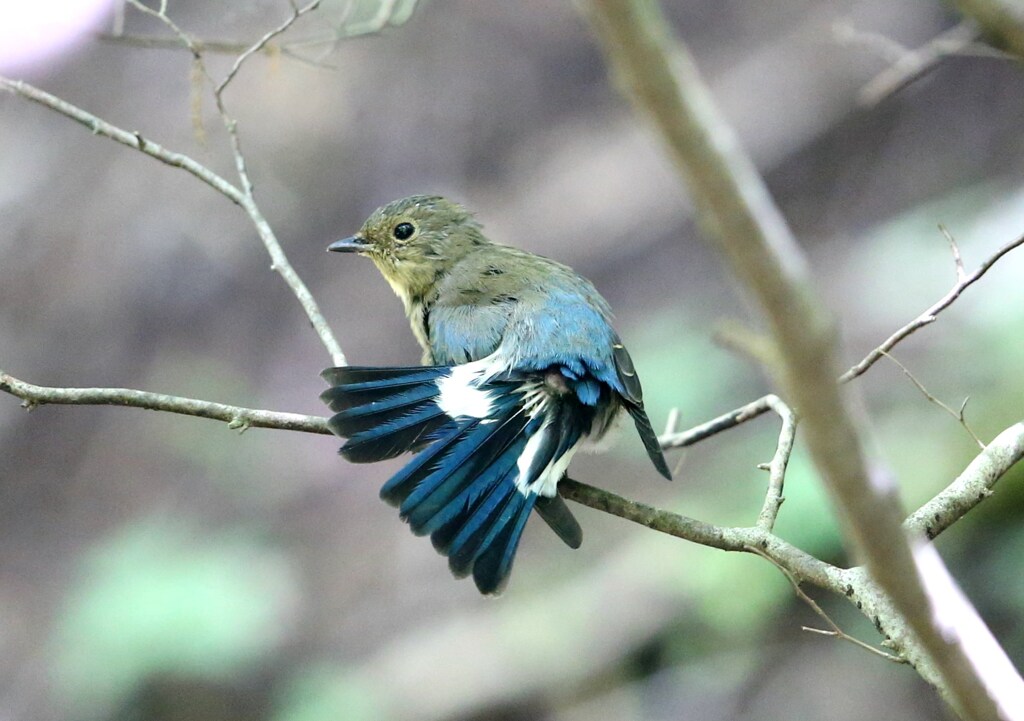 オオルリ♂幼鳥