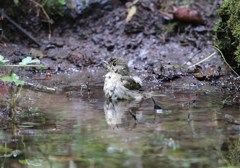 キビタキ幼鳥沐浴中