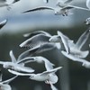 ユリカモメ