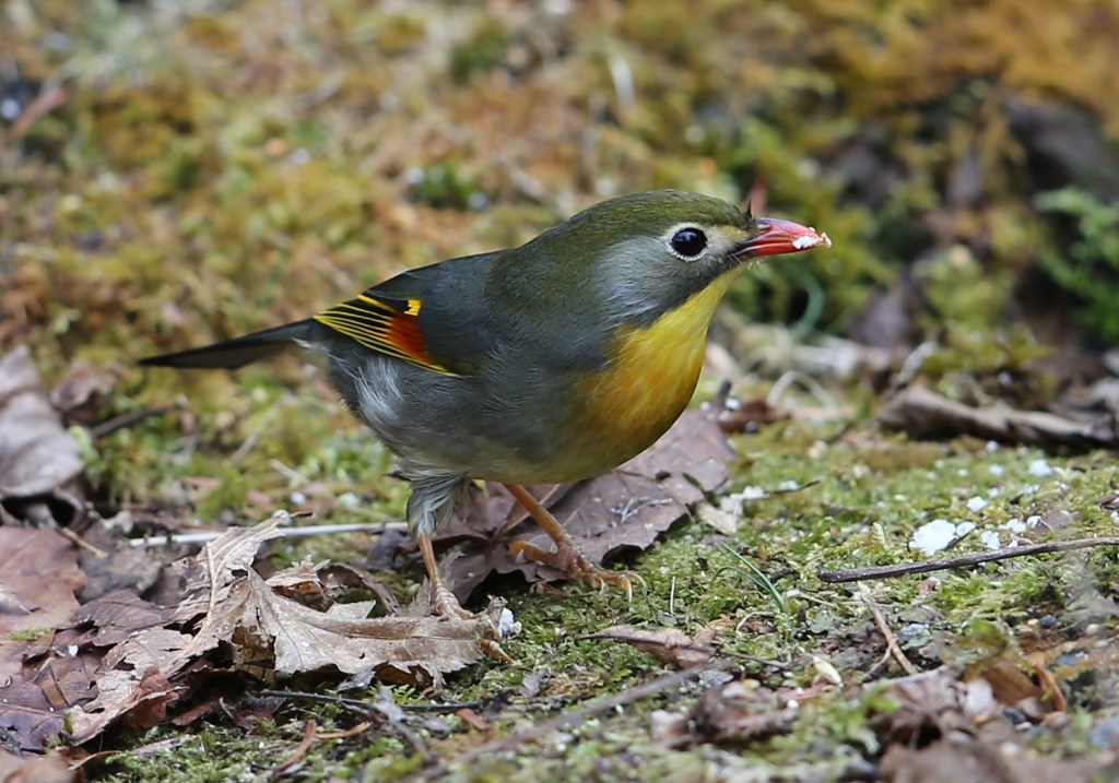 ソウシチョウ