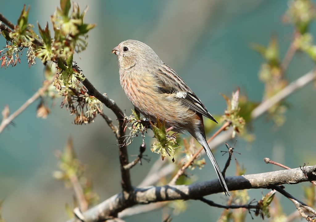 ベニマシコ♀