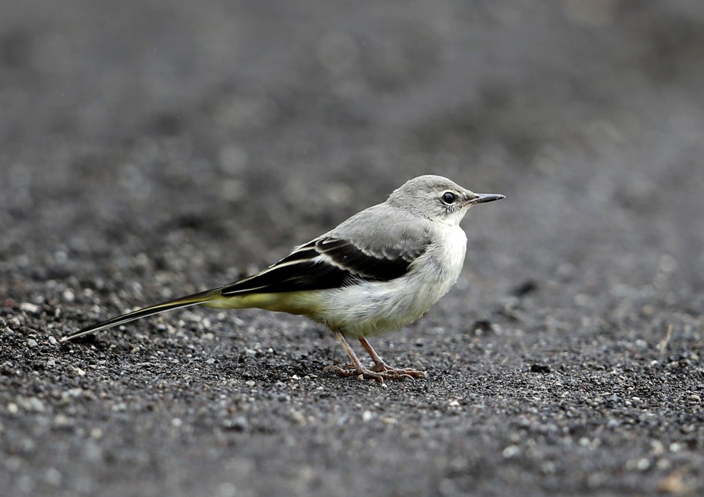 キセキレイ　若かな？