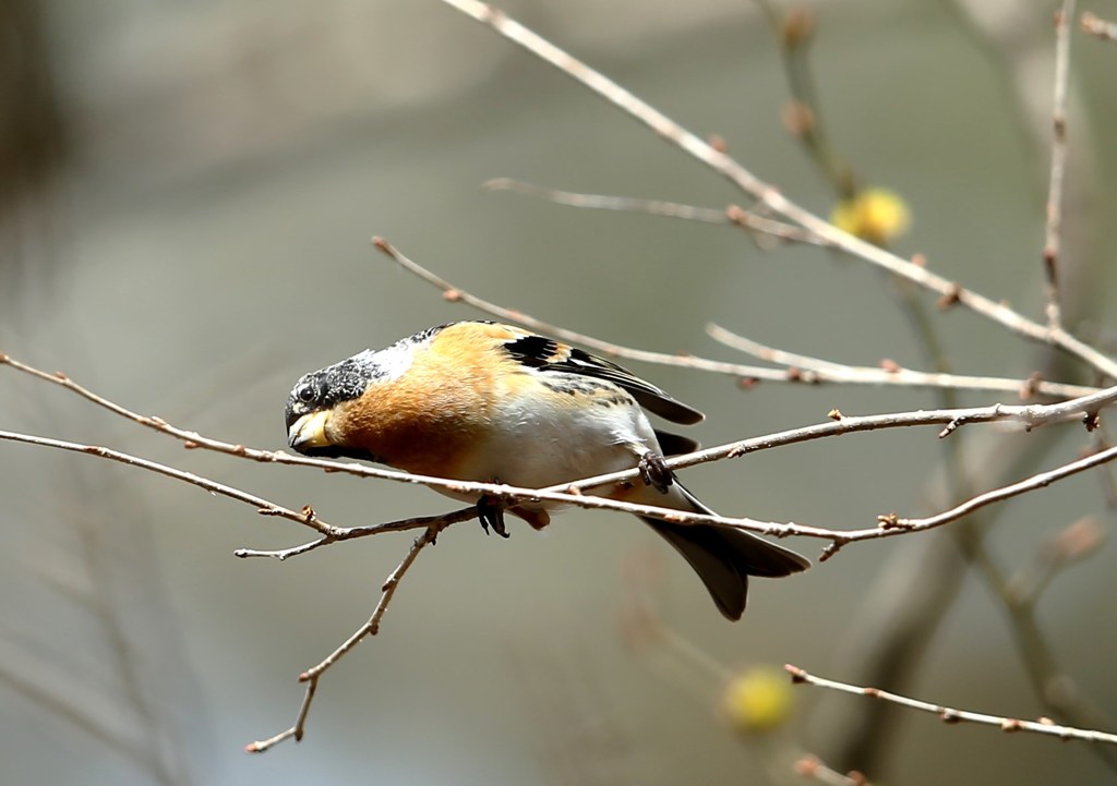 新芽を食べるアトリ