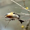 新芽を食べるアトリ