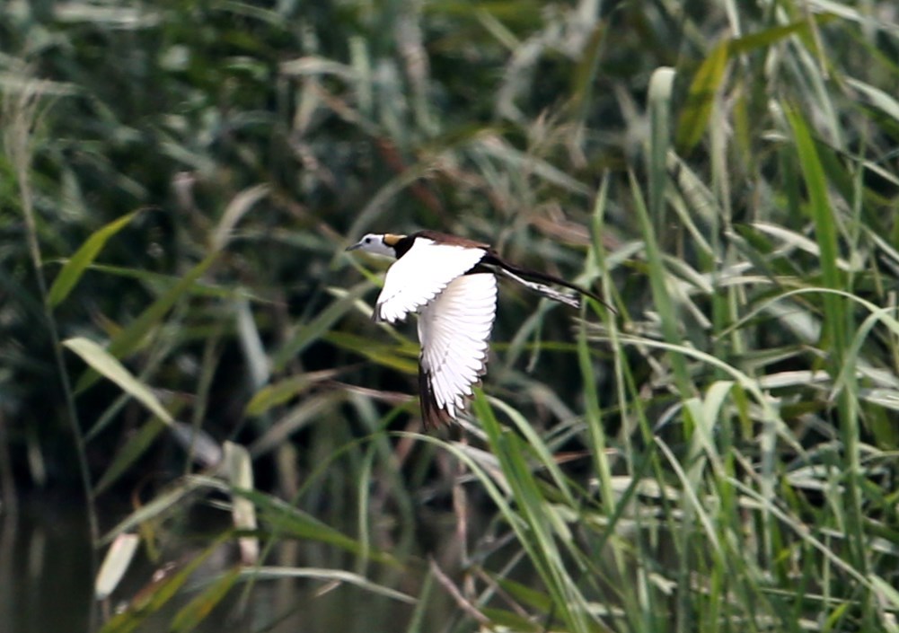 飛翔。レンカク