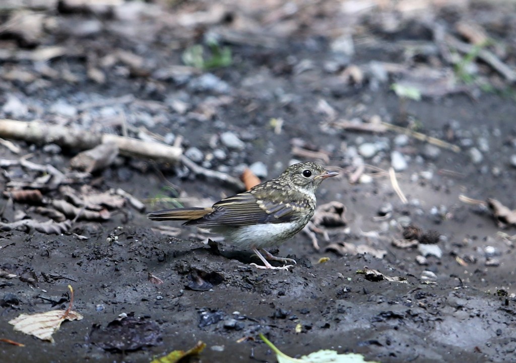 ビンズイ幼鳥