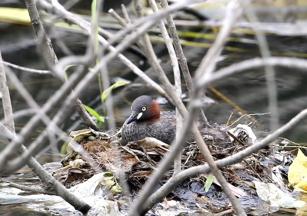 抱卵中。カイツブリ