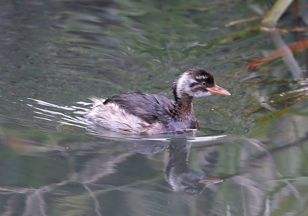 カイツブリ幼鳥