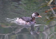 カイツブリ幼鳥