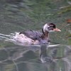カイツブリ幼鳥