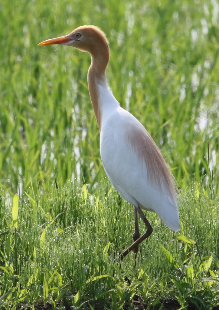 アマサギ