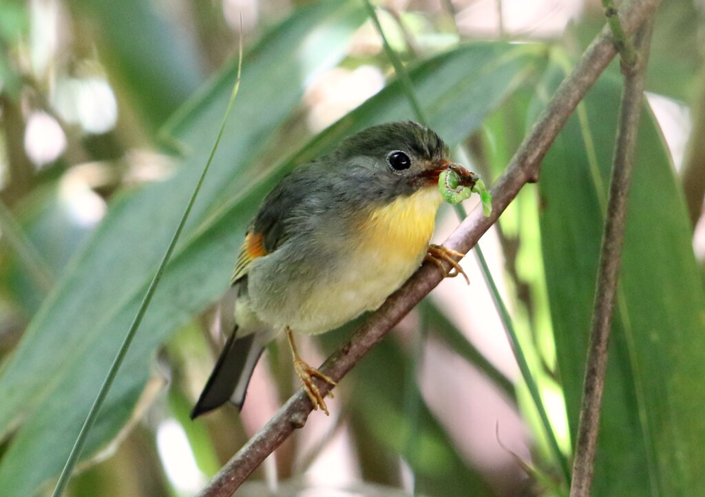 ソウシチョウと青虫