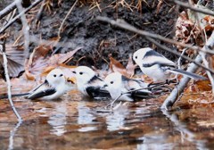 集団で水浴び。シマエナガ