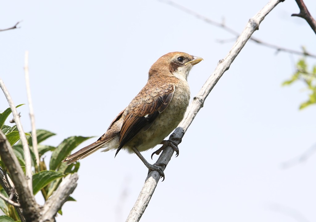 百舌鳥だと思うけど、何百舌鳥？