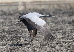 迷鳥　アネハヅル