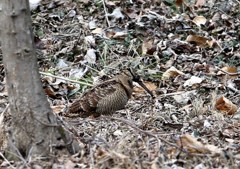毎年同じところで　ヤマシギ