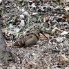 毎年同じところで　ヤマシギ