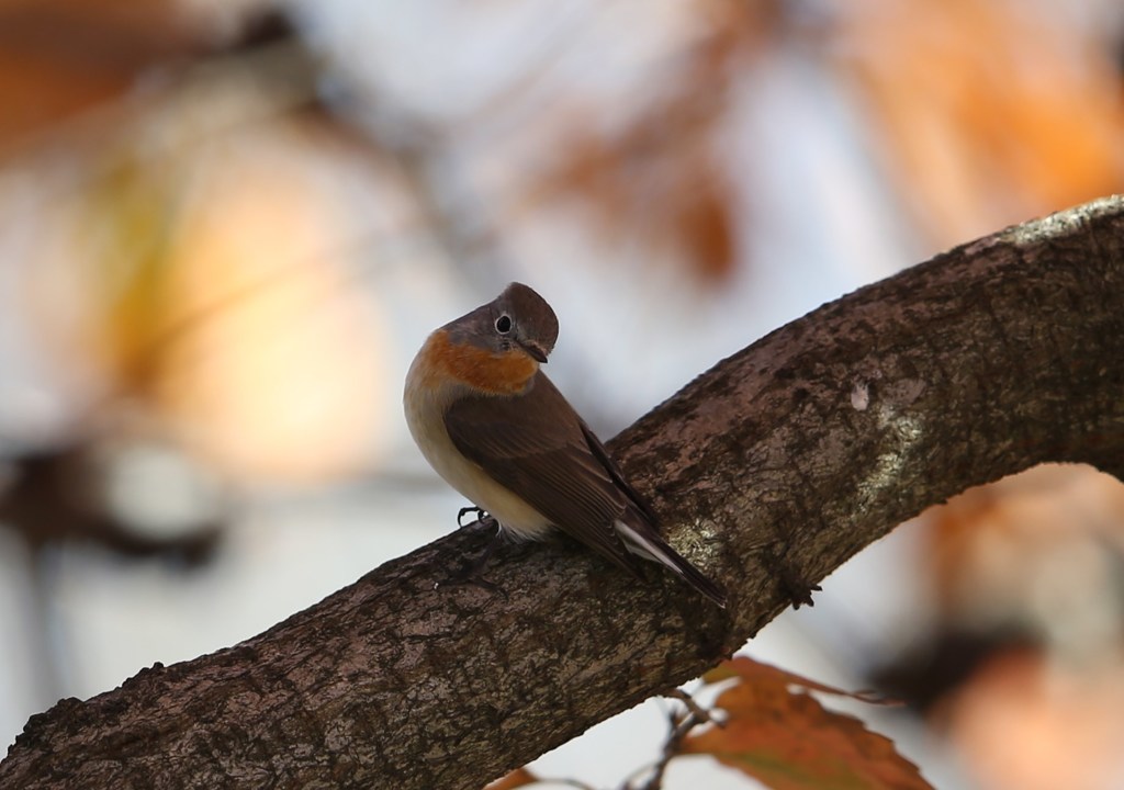 ニシオジロビタキ【2】