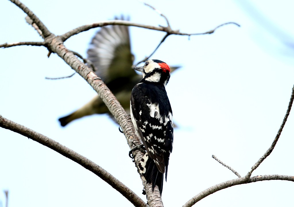 アカゲラにフェイントを掛けるコムク