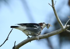 子育て中　コムクさん