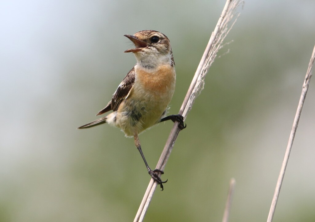 ノビタキ♀