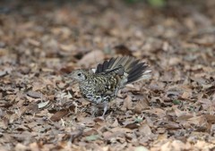 踊るトラちゃん(１)